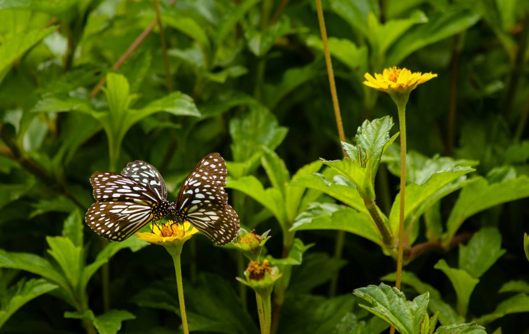 Butterfly park bannerghatta